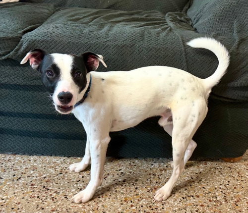 Harold (Hold Until 07/03/2026), an adoptable Jack Russell Terrier in Williamsburg, IA