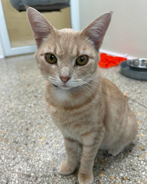 Phoebe, a cat for adoption from Safe Haven of Iowa County