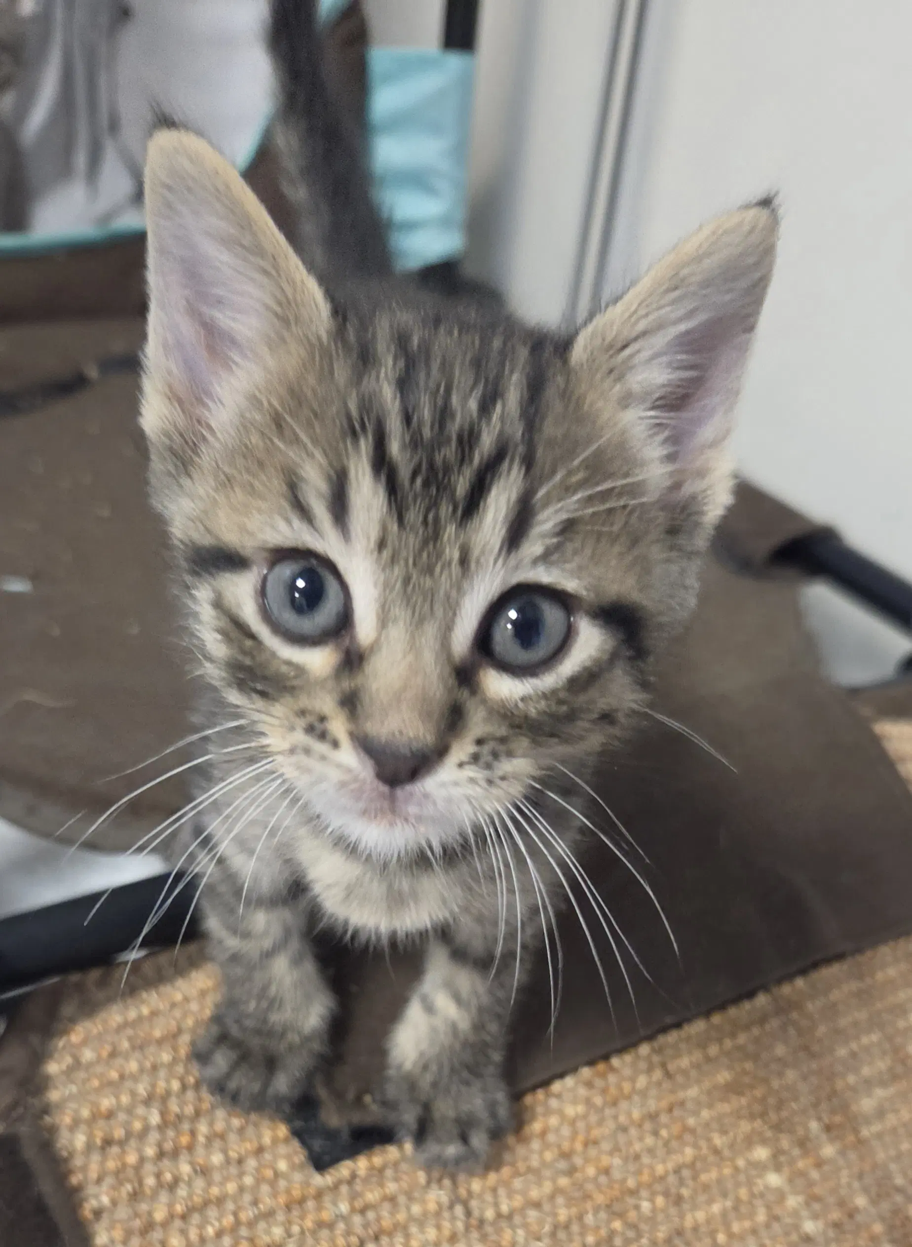 Oak Available - Domestic Short Hair