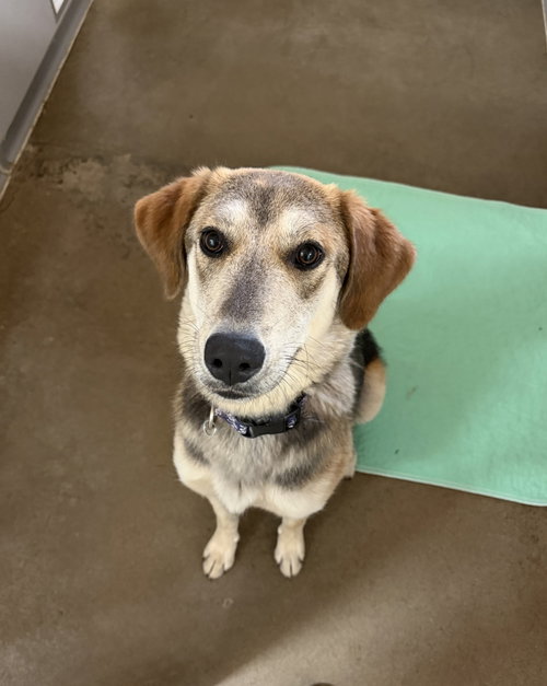Tilly, an adoptable Shepherd in Williamsburg, IA