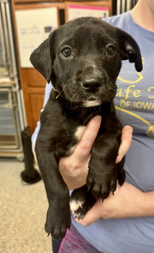 Freedom (Available 07/29/2026), an adoptable Border Collie in Williamsburg, IA