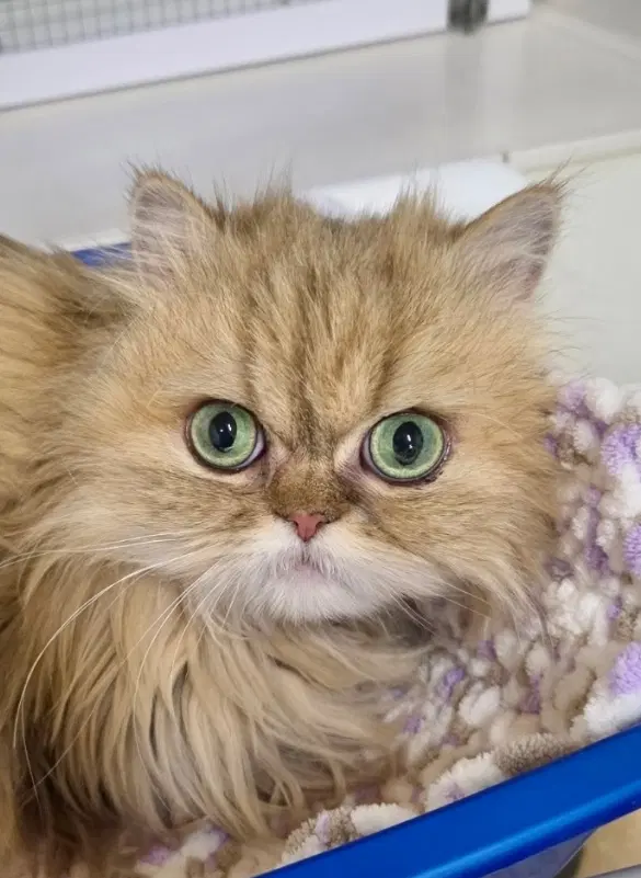 Margo - Persian