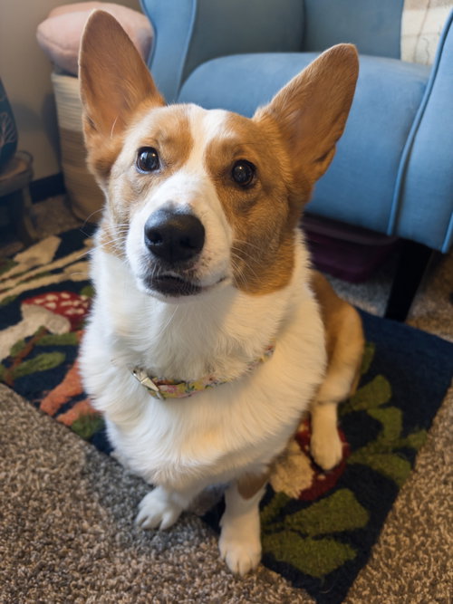 Pickles photo 3