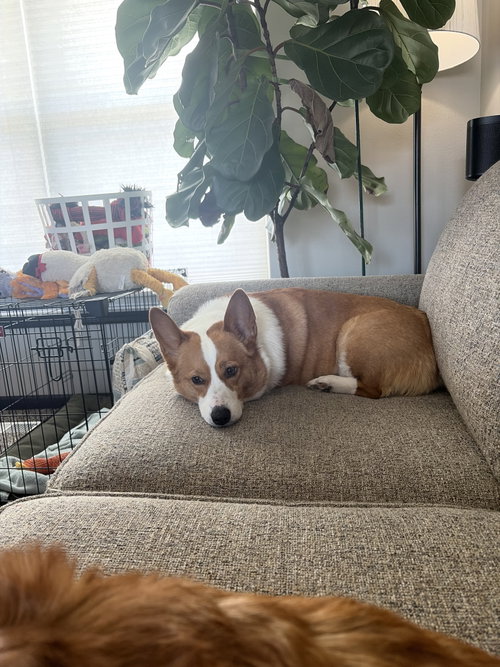 Pickles photo 4