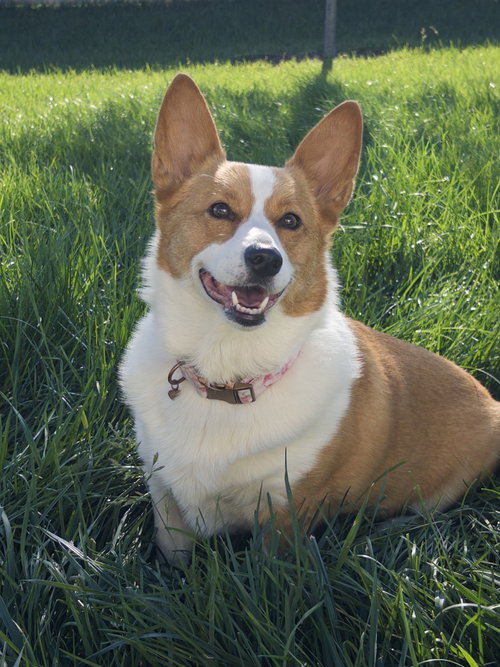 Pickles photo 5