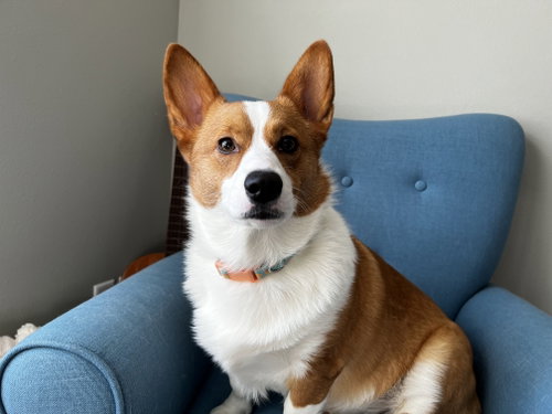 Pickles photo 6