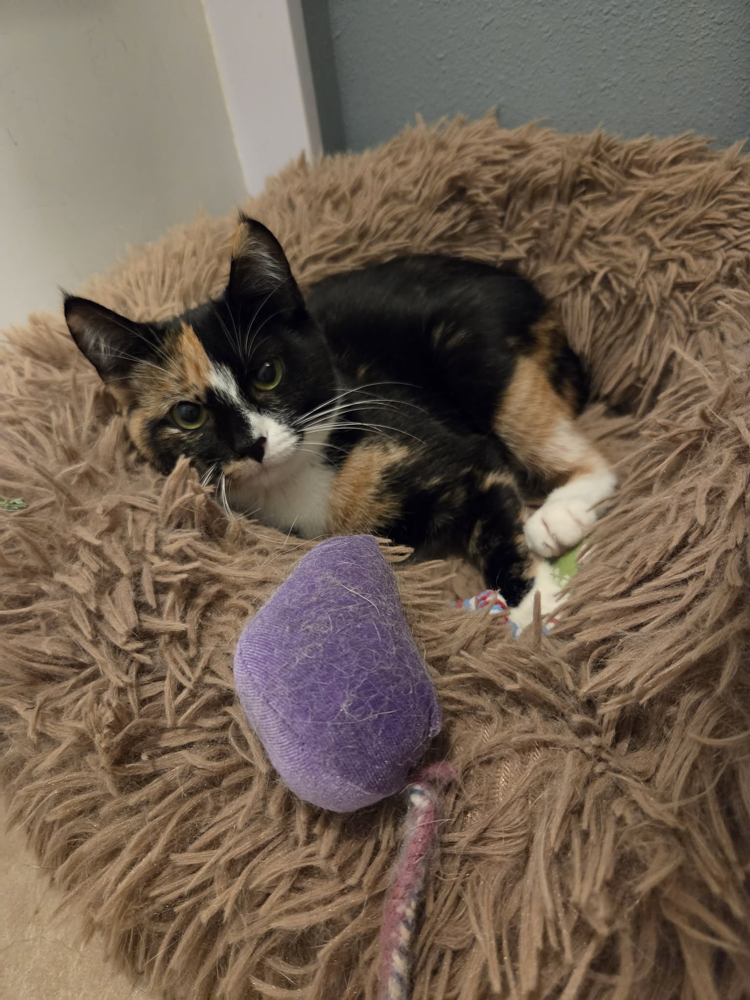 Lola Available Date Tbd
