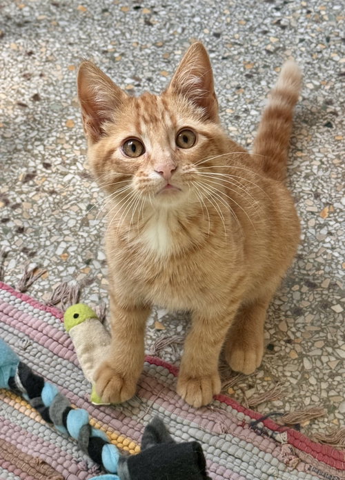 Roy (Available 8/7/26)