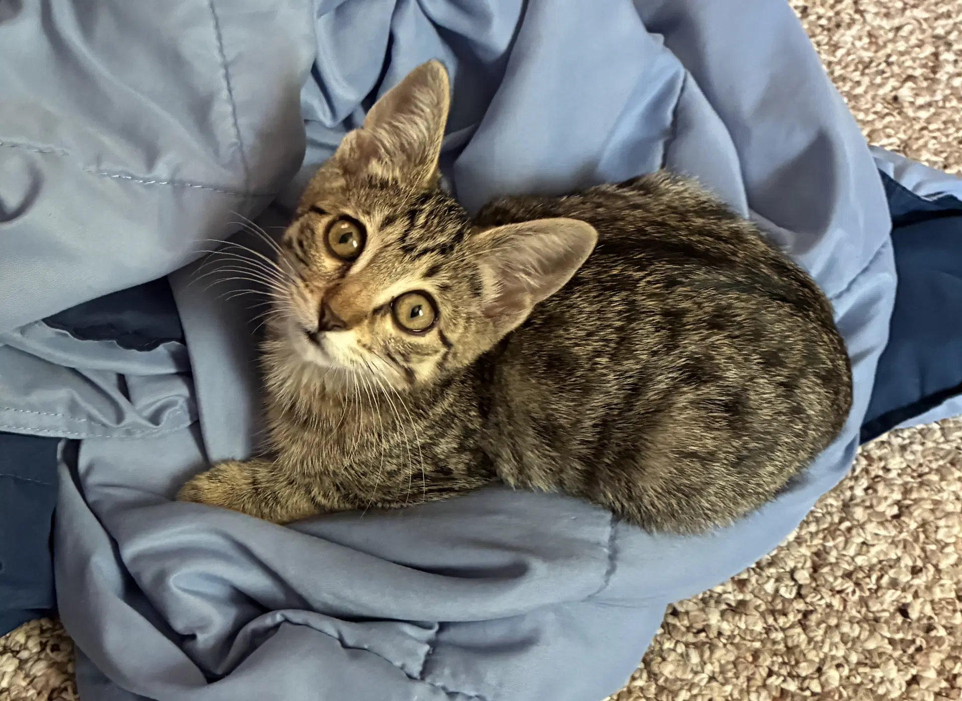 Sparkle Availabe - Domestic Short Hair