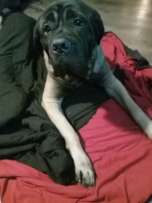 Bear (courtesy Listing)