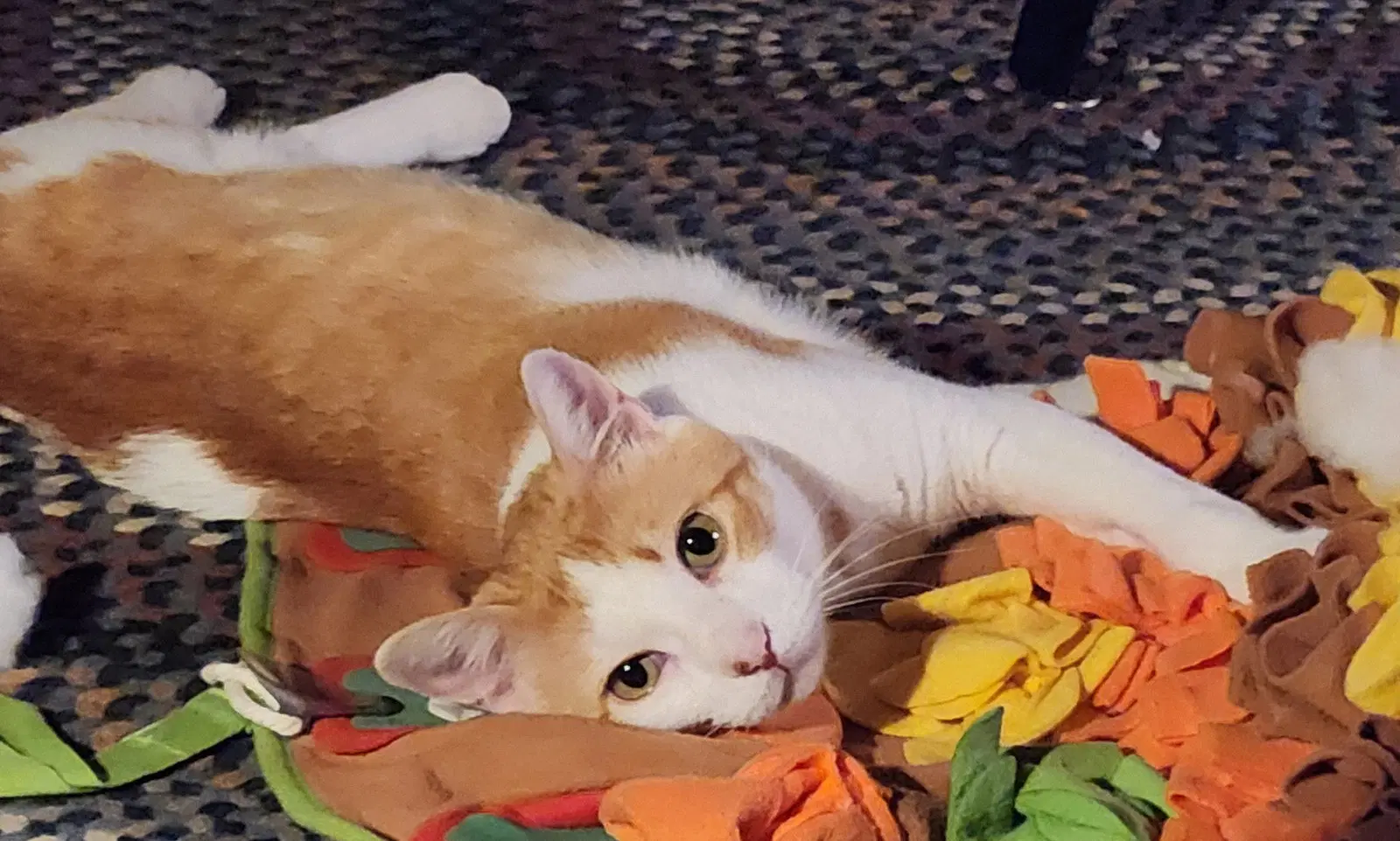 Cucumber - Domestic Short Hair