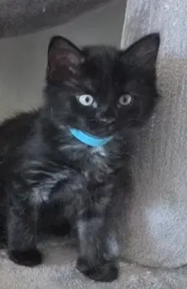 Corliss Available Sept - Domestic Short Hair
