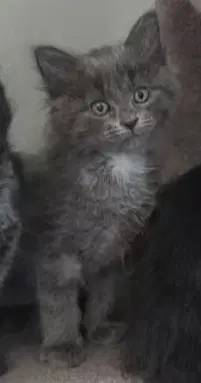 Avalon Available Sept - Domestic Short Hair