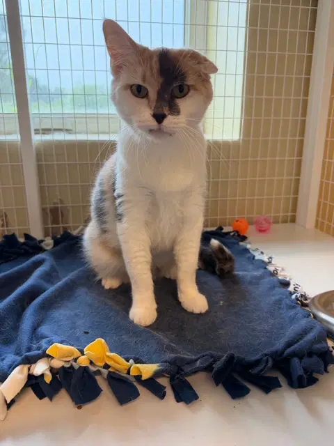 Sweet Pea - Domestic Short Hair
