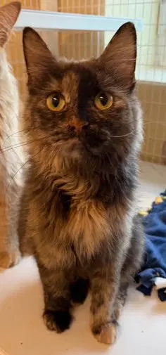 Brandy Available - Domestic Short Hair