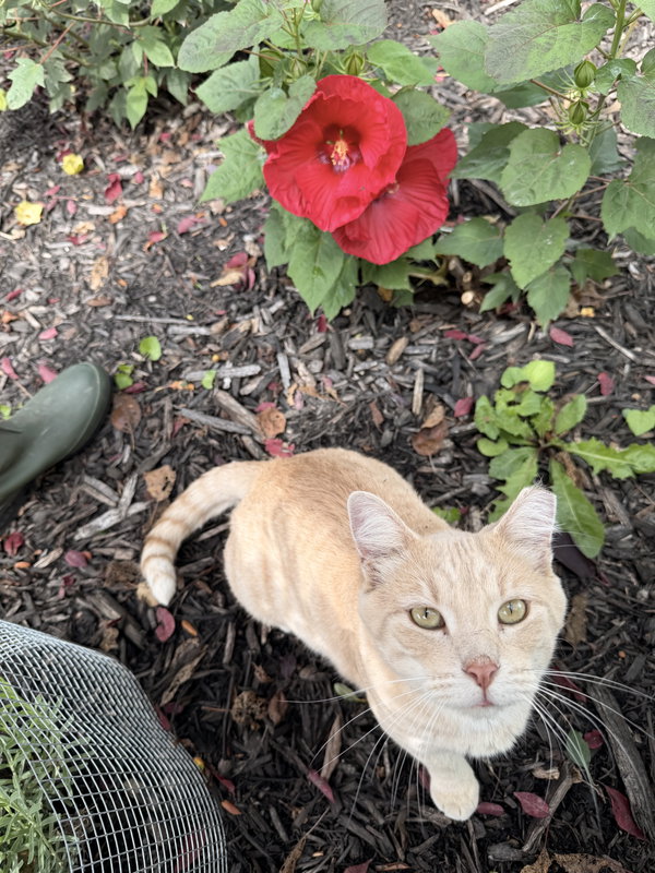 Nico (Courtesy Listing)