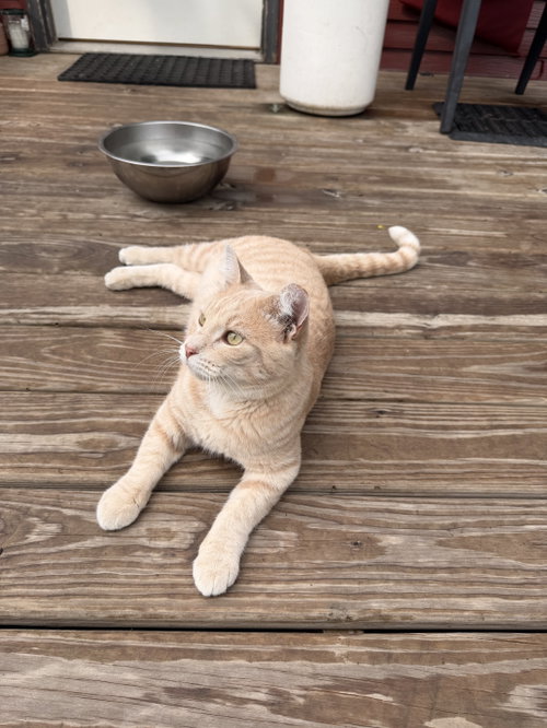 Nico (Courtesy Listing), a cat for adoption from Safe Haven of Iowa County