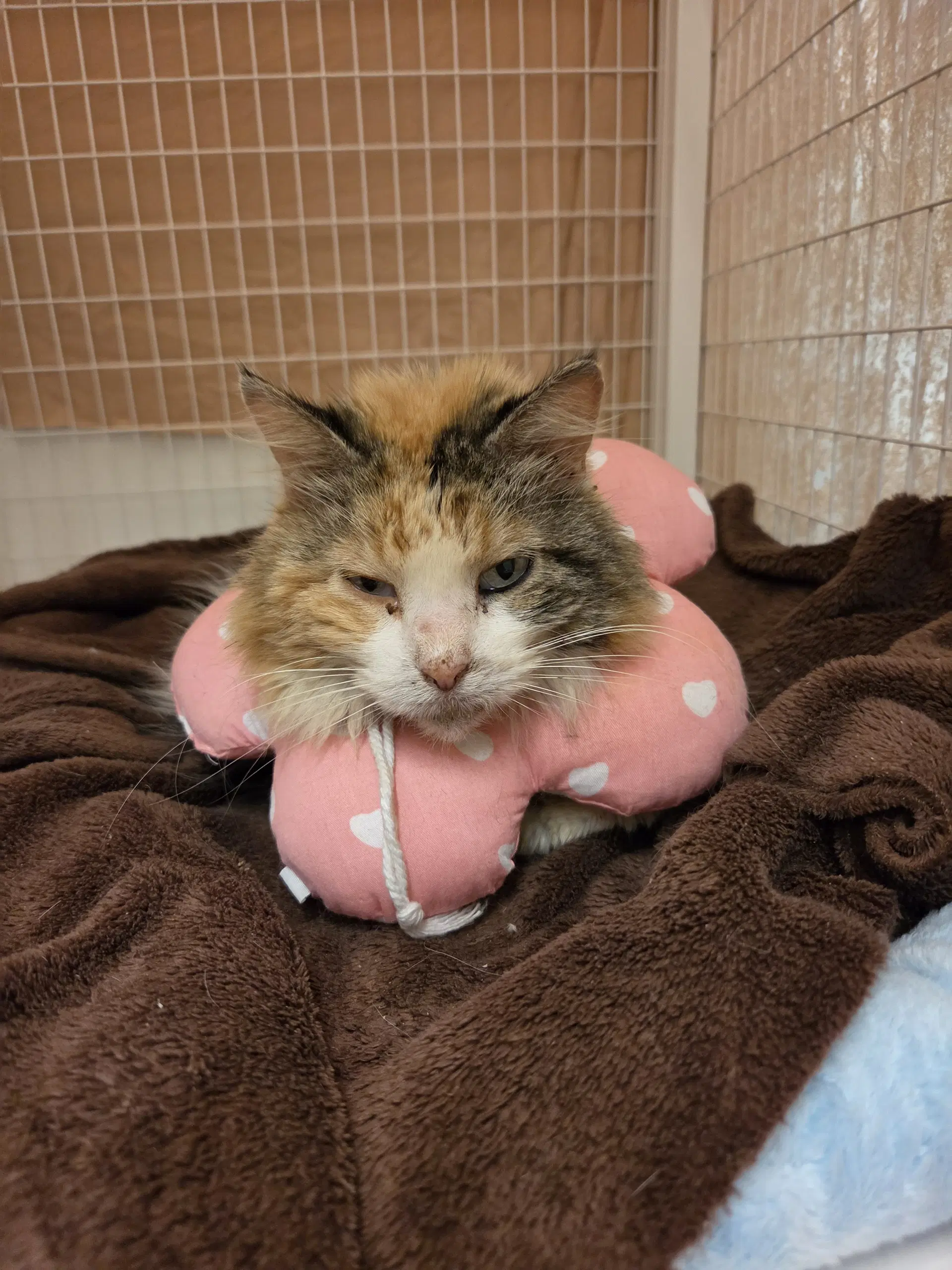 Nora Medical Hold - Domestic Long Hair