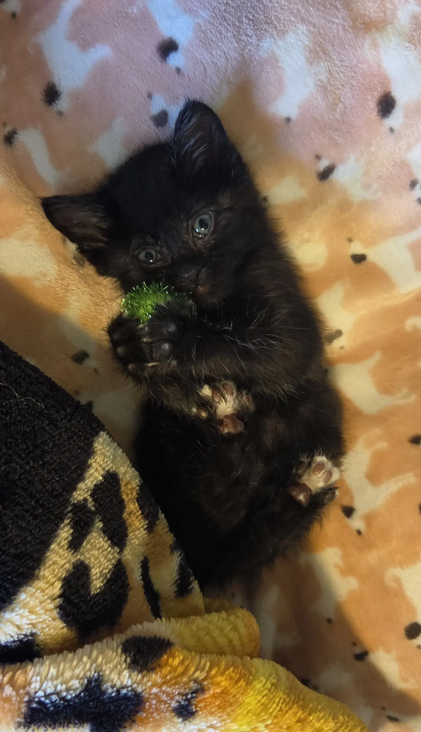 Nigiri Medical Hold - Domestic Short Hair