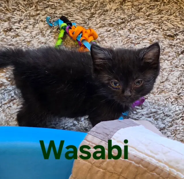 Wasabi Medical Hold - Domestic Short Hair