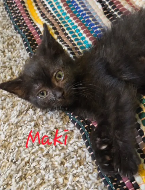 Maki Medical Hold image 3