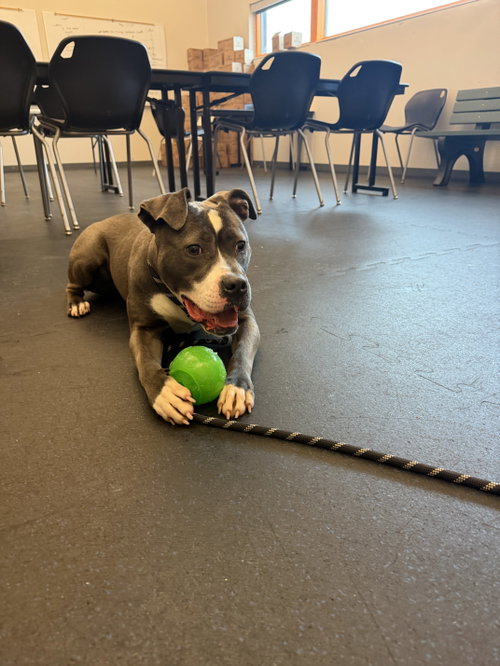 Pit Bull
