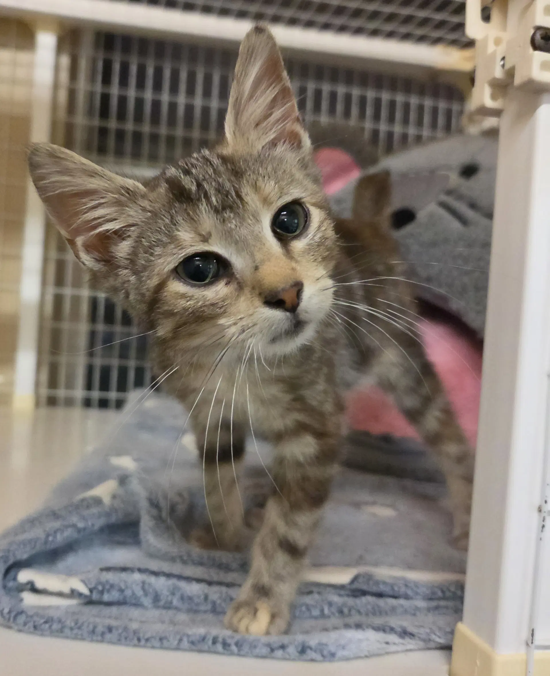 Reese Whiskerspoon Available - Domestic Short Hair