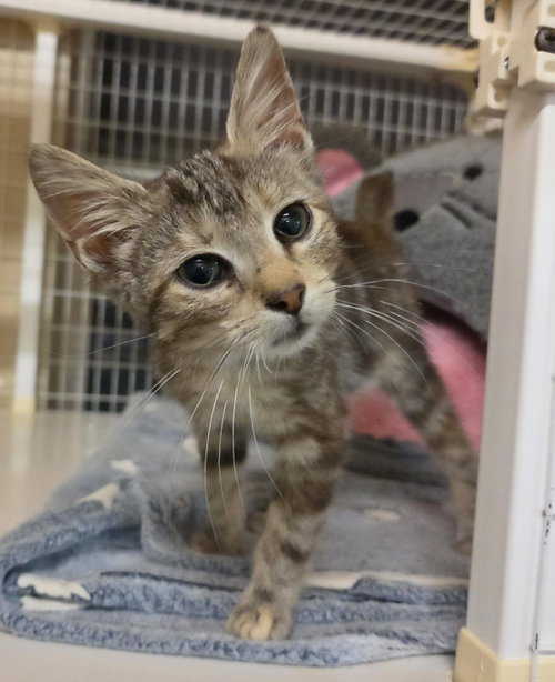 Reese Whiskerspoon (Available Date Appx Nov 20), a cat for adoption from Safe Haven of Iowa County
