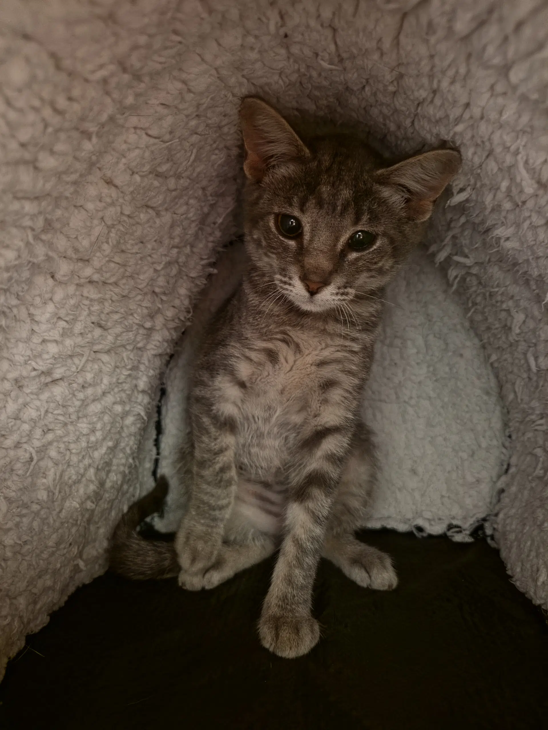 Buttons Available - Domestic Short Hair