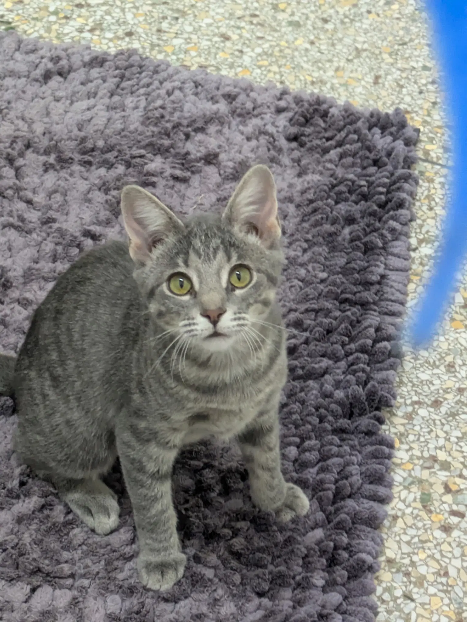 Buttons - Domestic Short Hair