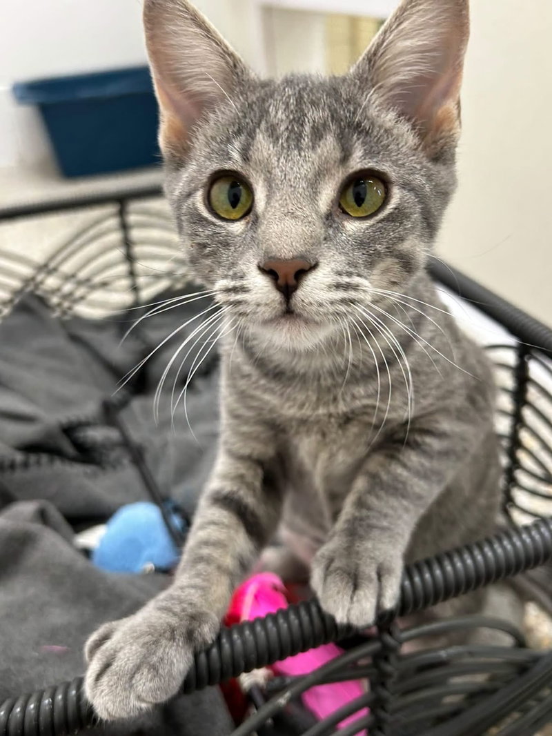 Buttons, a female cat up for adoption