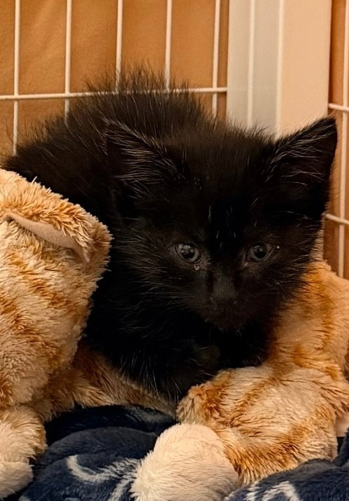 Sabrina, a cat for adoption from Safe Haven of Iowa County