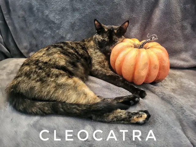 Cleocatra Available Date Tbd - Domestic Short Hair