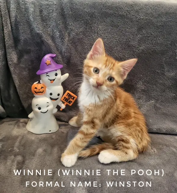 Winston Available - Domestic Short Hair