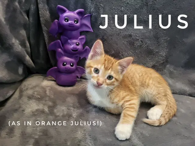 Julius Available - Domestic Short Hair