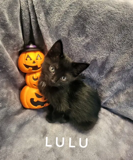 Lulu Available - Domestic Short Hair