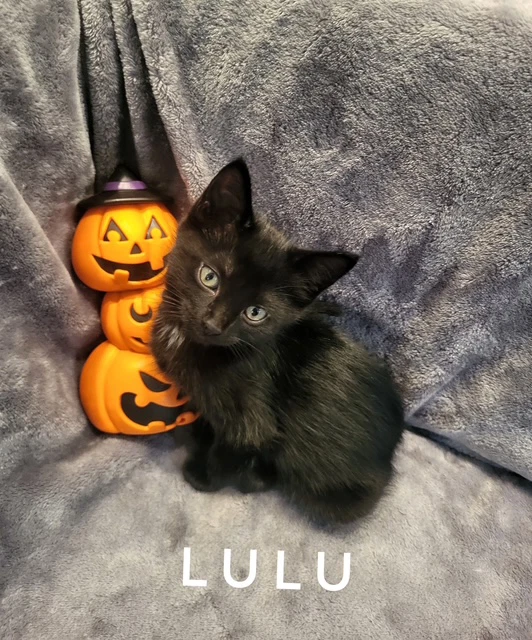 Lulu Available