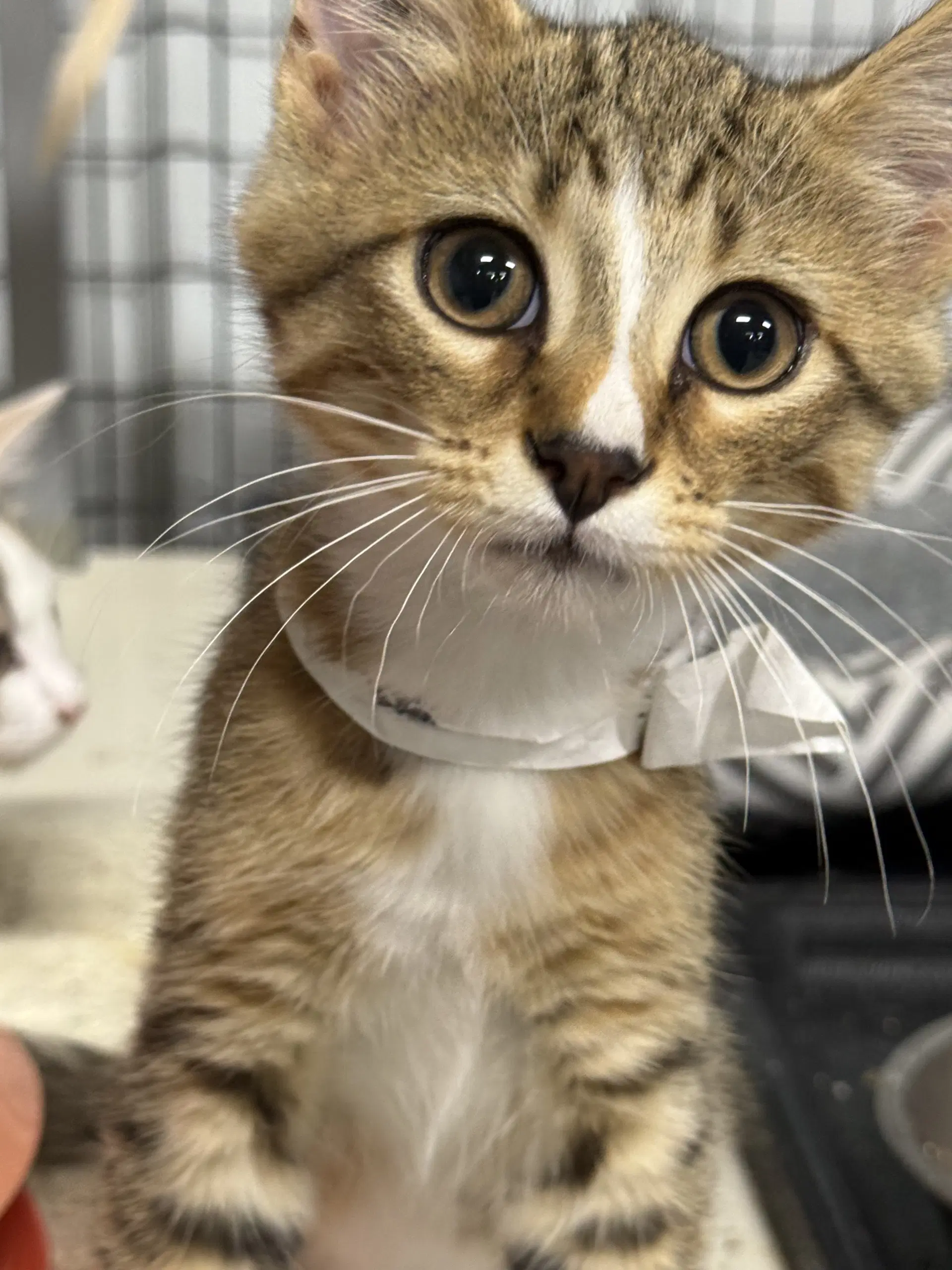 Cider Courtesy Listing - Domestic Short Hair
