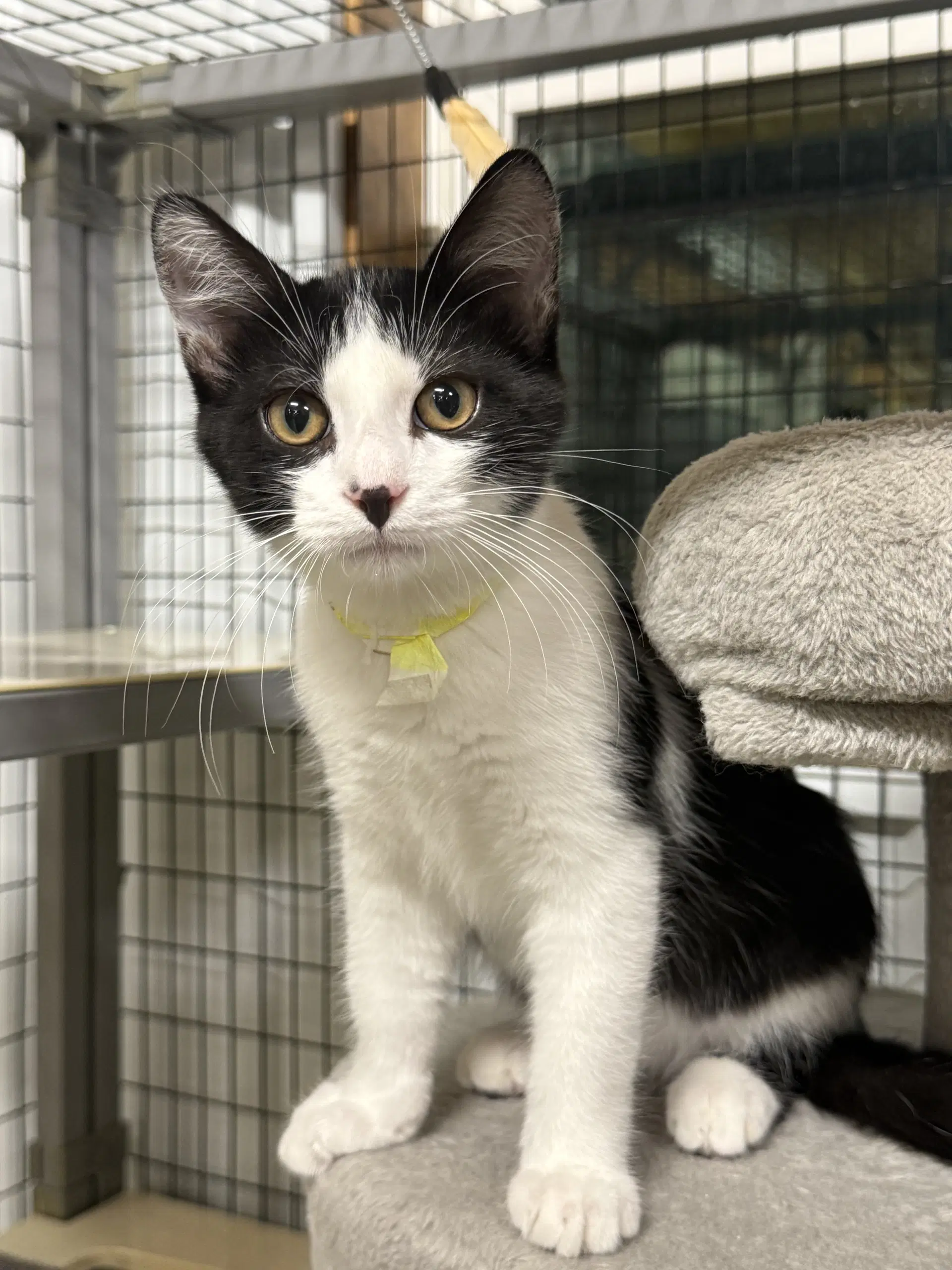 Chestnut Courtesy Listing - Domestic Short Hair
