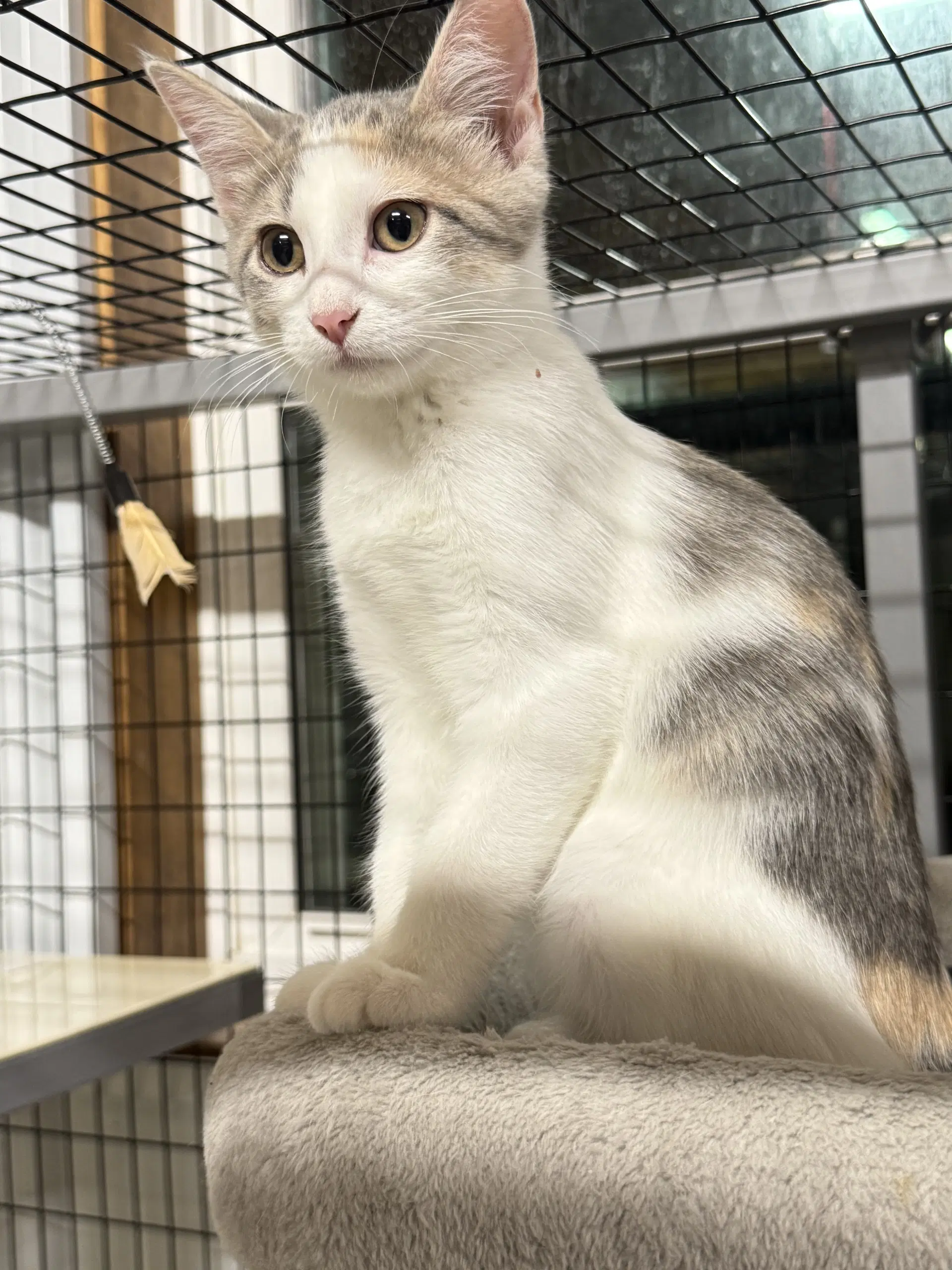 Maple Courtesy Listing - Domestic Short Hair
