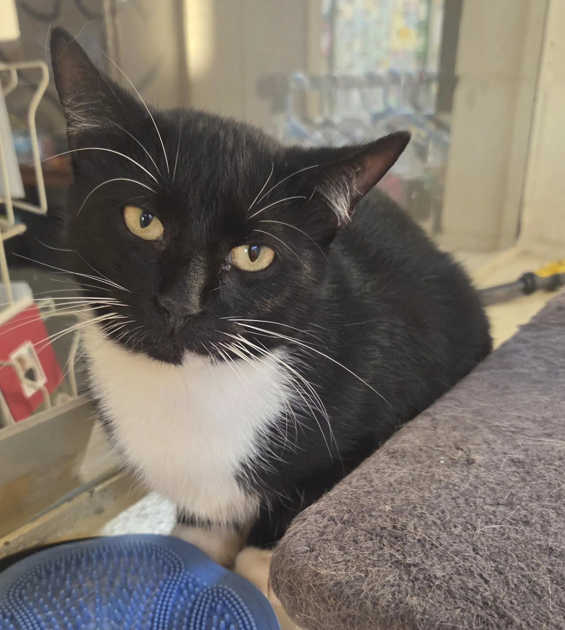 Oreo - Domestic Short Hair