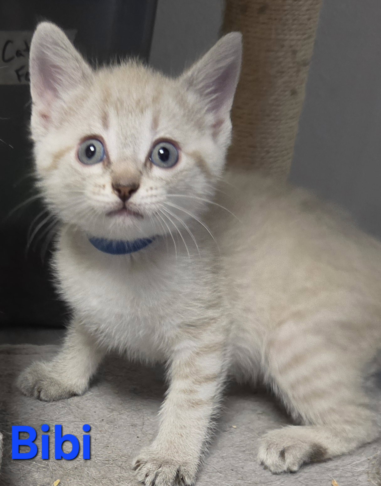 Bibi (Available 11/06/26)