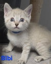 Bibi (Available 11/06/26)