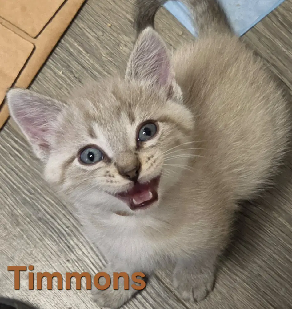 Timmons Available - Domestic Short Hair