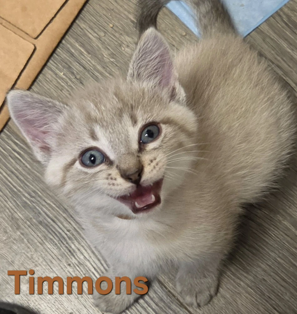 Timmons Available