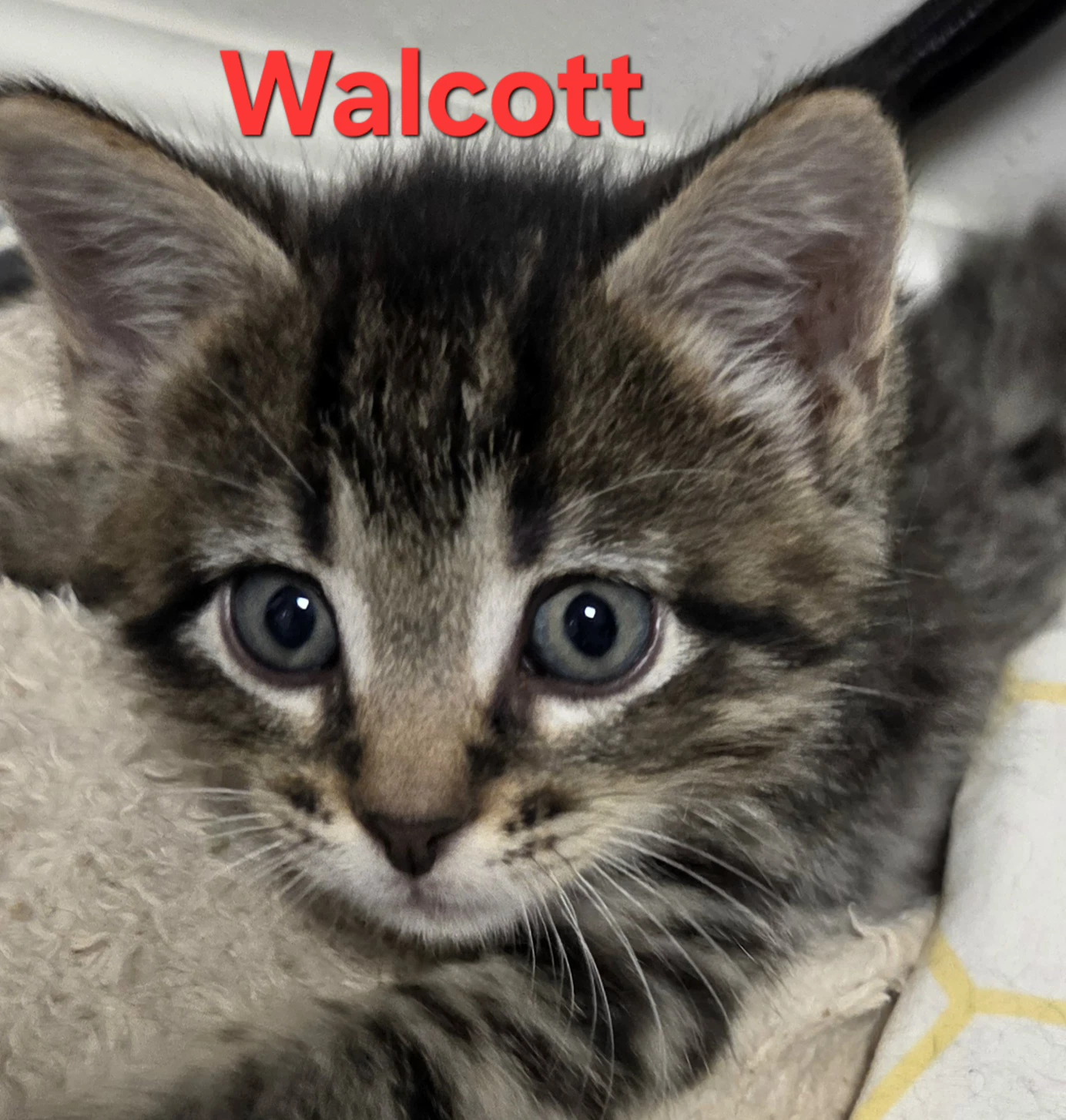 Walcott Available