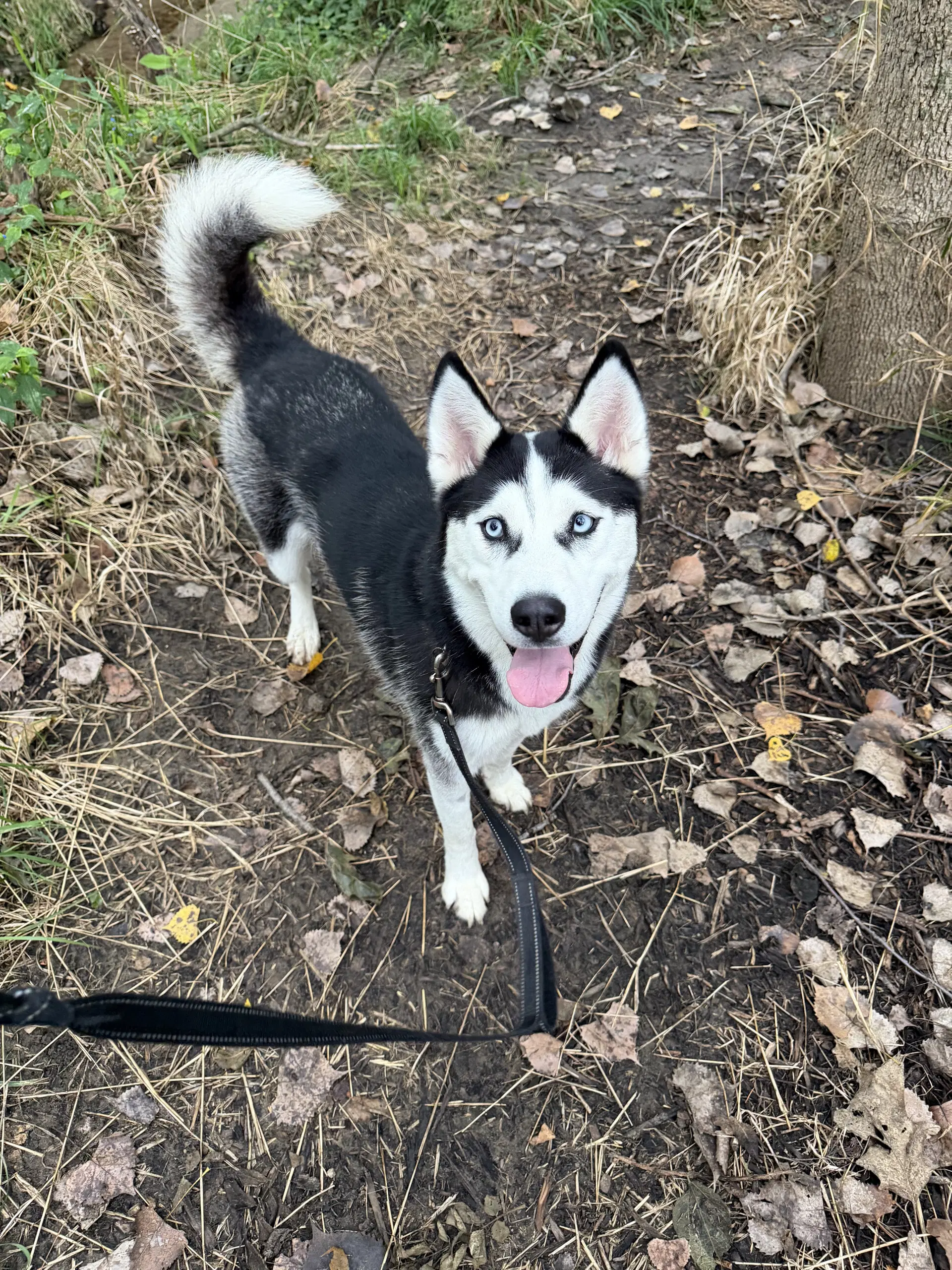 Nika - Husky