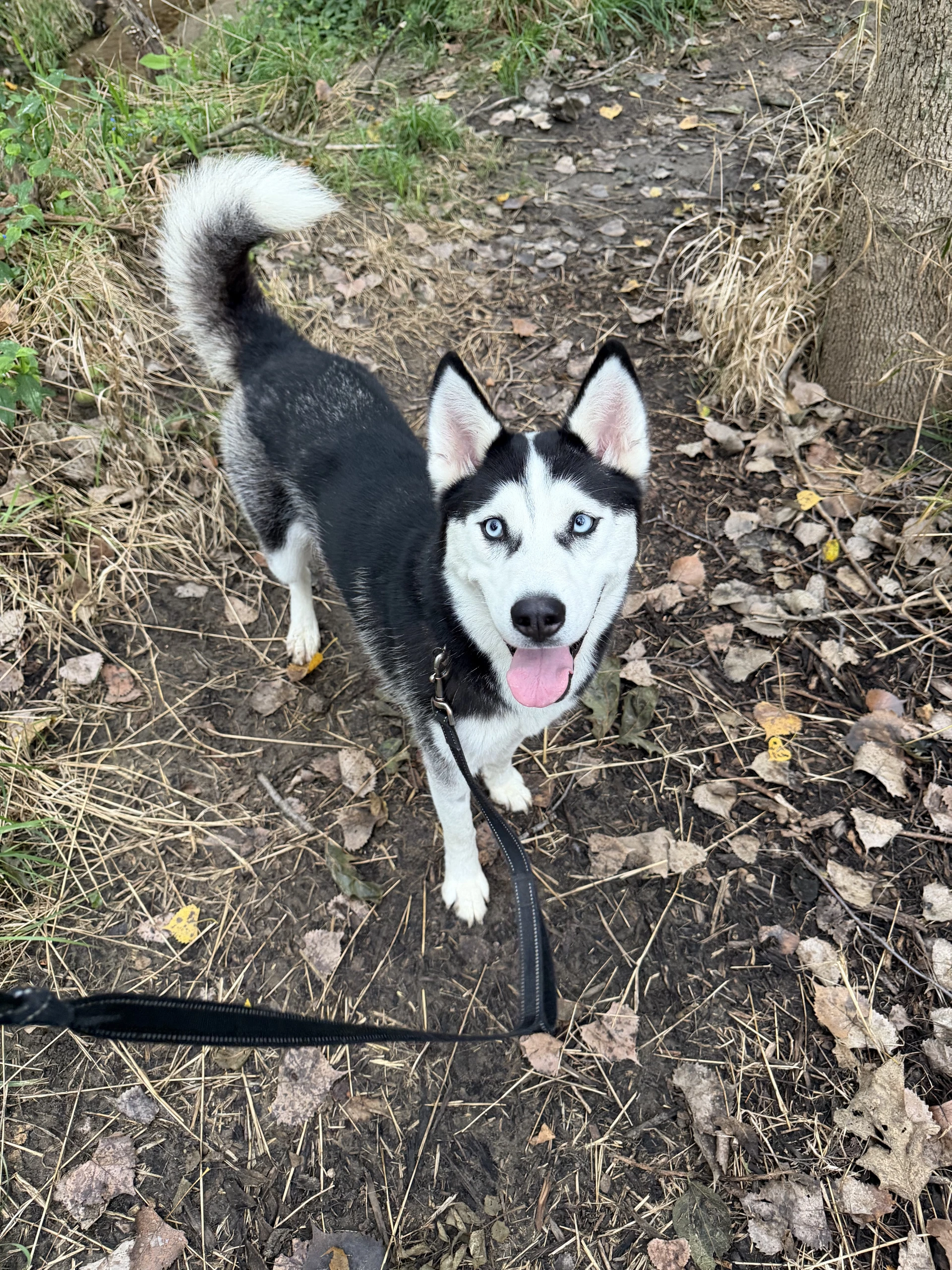 Nika