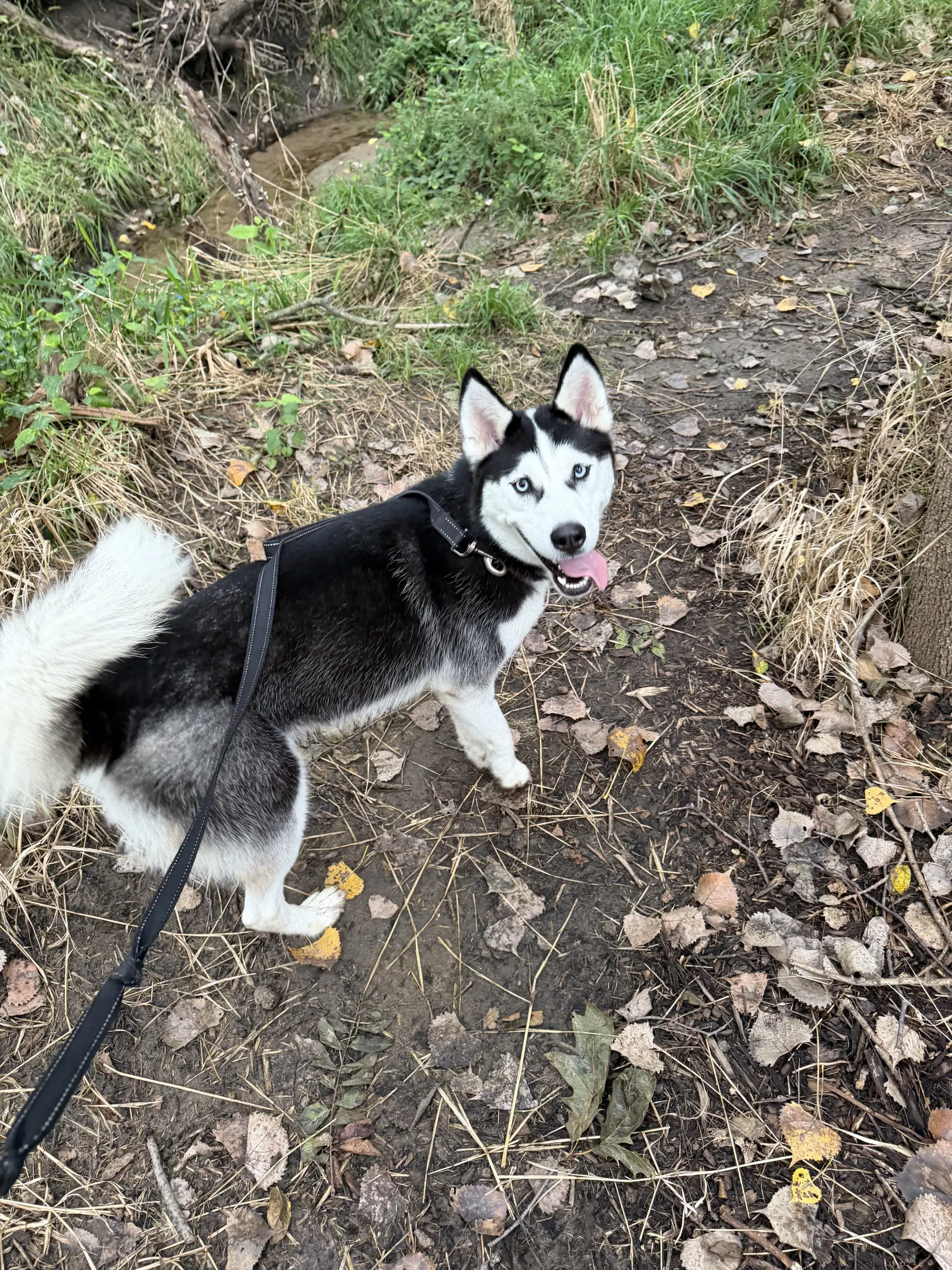 Nika image 2