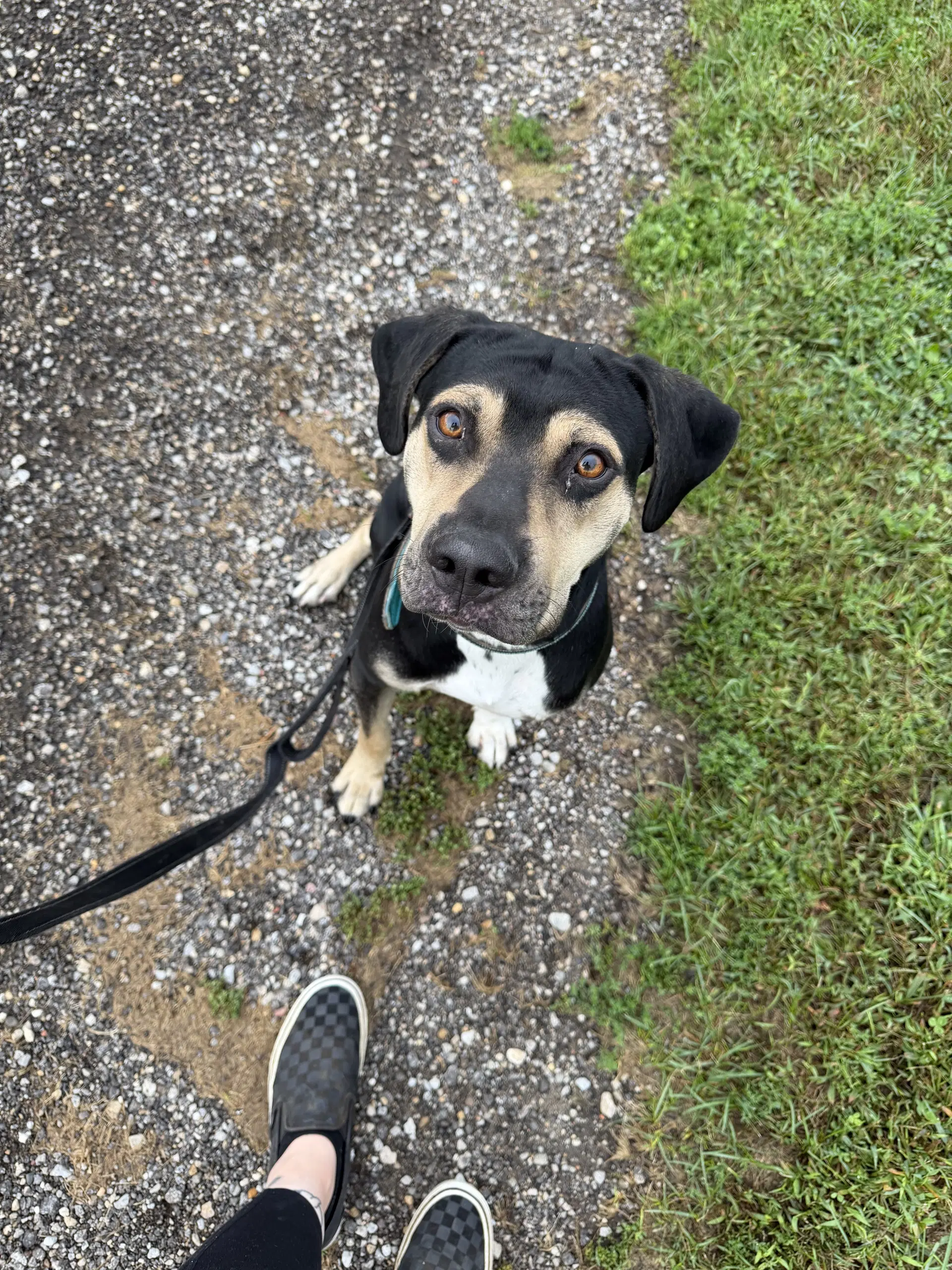 Luther Available - Hound